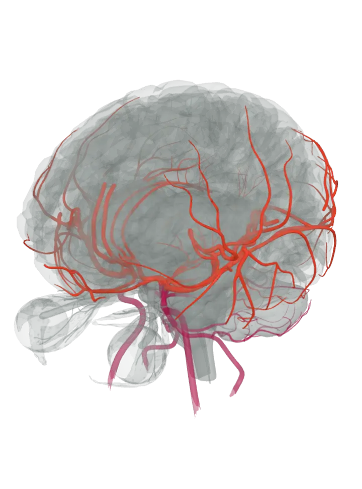 The anterior cerebral artery, the middle cerebral artery and the posterior cerebral artery lit in red, with the brain's other main arteries in dark crimson, on a 3D model of the brain, seen from the front left and above