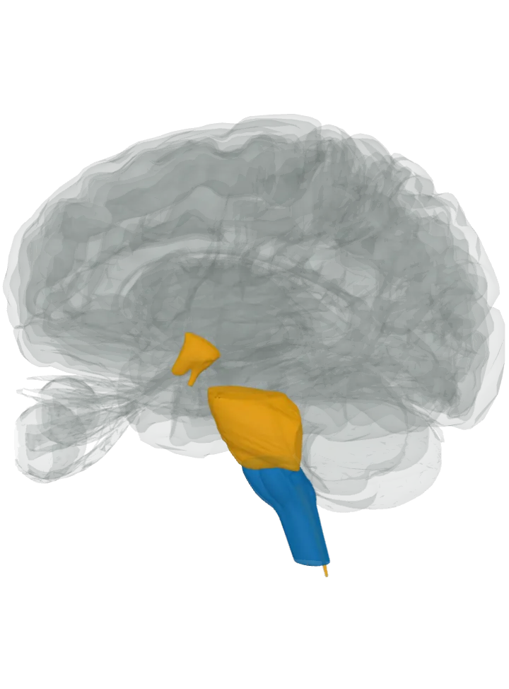 The medulla oblongata lit in blue and the spinal cord (central canal), the hypothalamus and the pons lit in orange on a 3D model of the brain, seen from the left