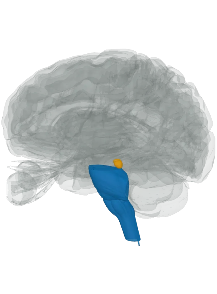 The spinal cord (central canal), the medulla oblongata and the pons lit in blue and the inferior colliculus lit in orange on a 3D model of the brain, seen from the left