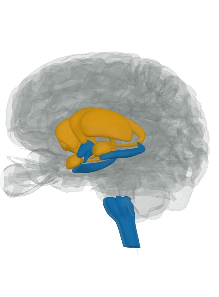 The hypothalamus, the medulla oblongata and the hippocampus lit in blue and the amygdala, the caudate nucleus and the putamen lit in orange on a 3D model of the brain, seen from the front left and below