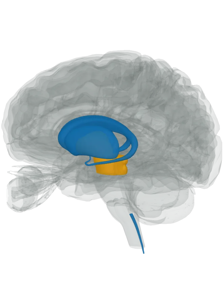 The caudate nucleus, the putamen and the spinal cord (central canal) lit in blue and the midbrain and the globus pallidus lit in orange on a 3D model of the brain, seen from the left