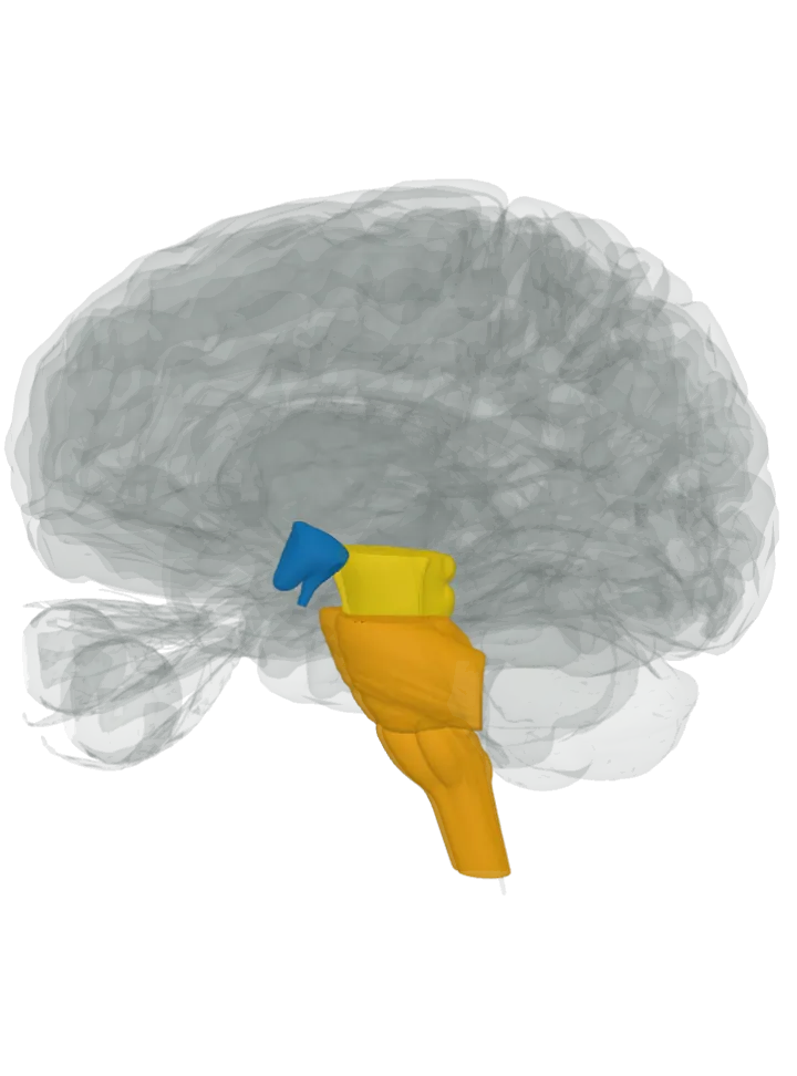 The hypothalamus, where dopamine is made too, lit in blue and the pons and the medulla oblongata, where serotonin is made too, lit in orange on a 3D model of the brain, seen from the front left, with the midbrain lit in yellow: it holds cells making both dopamine and serotonin