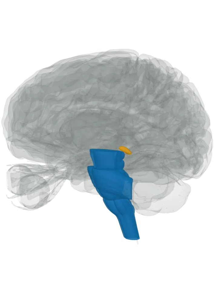 The midbrain, the pons and the medulla oblongata, where serotonin is made, lit in blue and the pineal gland, where melatonin is made, lit in orange on a 3D model of the brain, seen from the front left