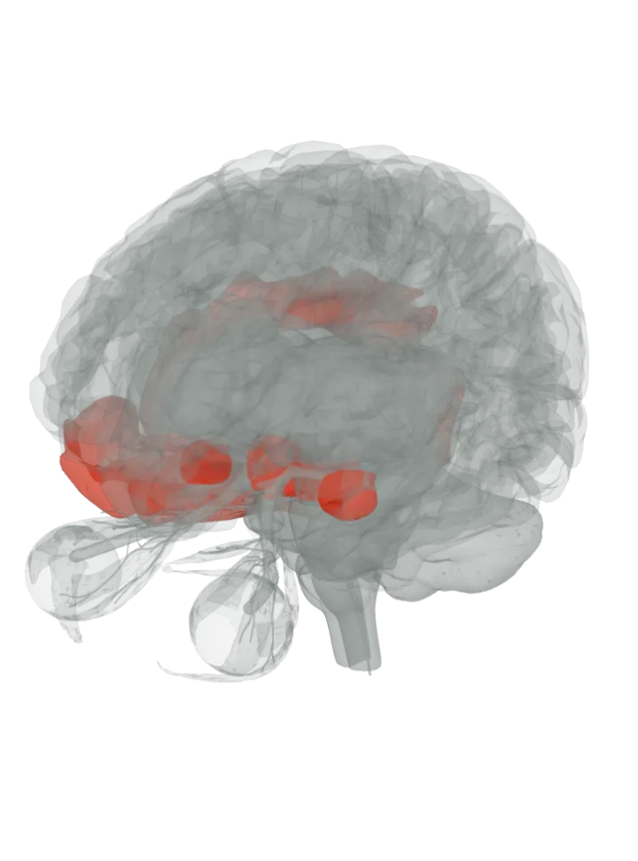 The amygdala, the hypothalamus, the midbrain, the orbitofrontal cortex and the cingulate gyrus lit in red on a 3D model of the brain, seen from the front left and above