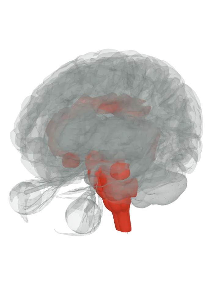The hypothalamus, the medulla oblongata, the pons, the midbrain, the insula, the cingulate gyrus and the amygdala lit in red on a 3D model of the brain, seen from the front left and above
