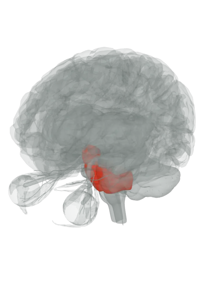 The pons and the hypothalamus lit in red on a 3D model of the brain, seen from the front left and above