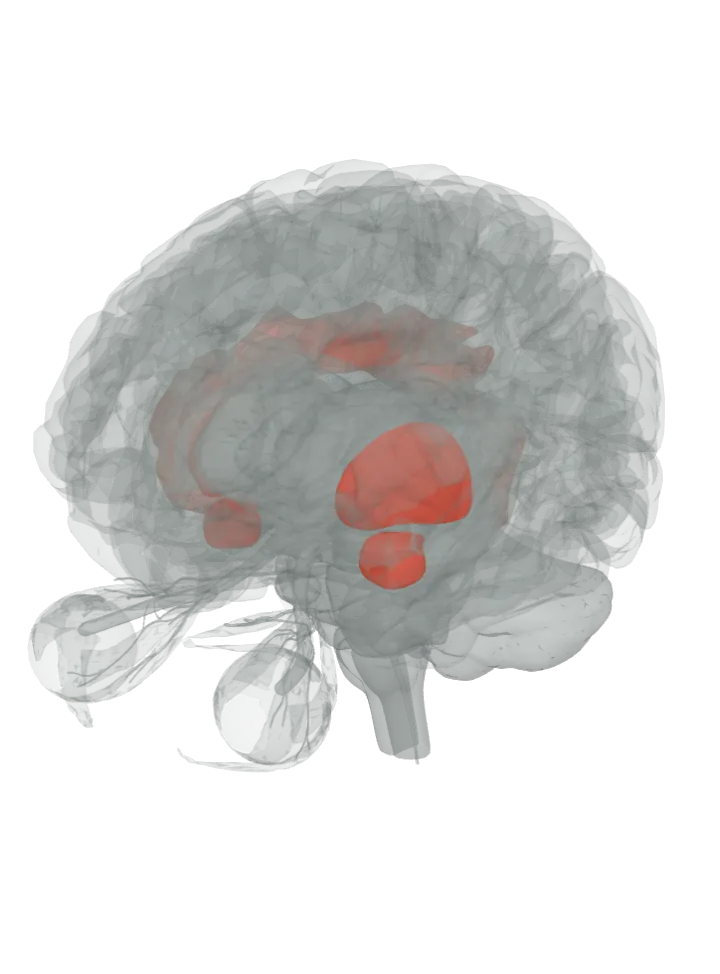 The insula, the putamen, the amygdala and the cingulate gyrus lit in red on a 3D model of the brain, seen from the front left and above