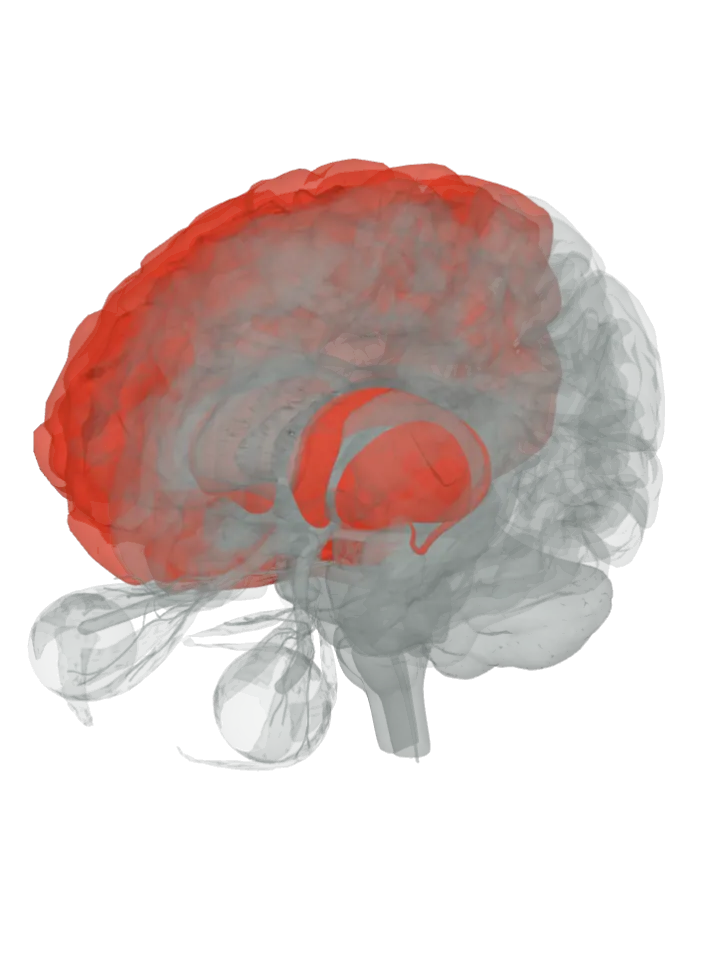 The putamen, the caudate nucleus, the midbrain, the precentral gyrus and the prefrontal cortex lit in red on a 3D model of the brain, seen from the front left and above