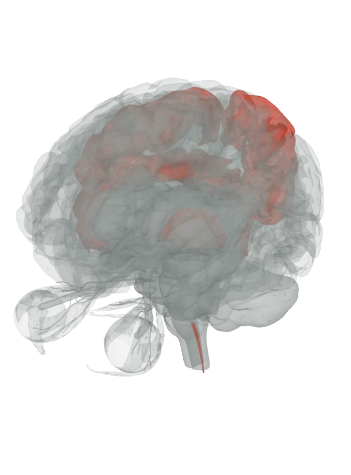 The spinal cord (central canal), the thalamus, the postcentral gyrus, the insula and the cingulate gyrus lit in red on a 3D model of the brain, seen from the front left and above