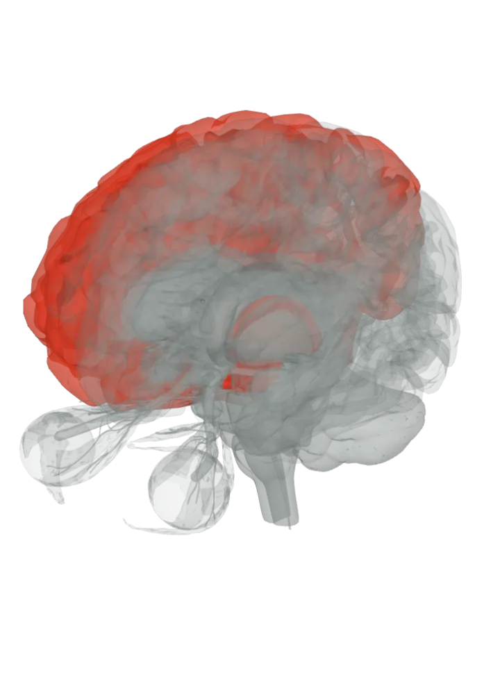The thalamus, the postcentral gyrus, the insula, the cingulate gyrus, the midbrain and the prefrontal cortex lit in red on a 3D model of the brain, seen from the front left and above