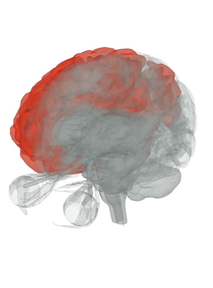 The insula, the cingulate gyrus, the prefrontal cortex and the superior parietal lobule lit in red on a 3D model of the brain, seen from the front left and above