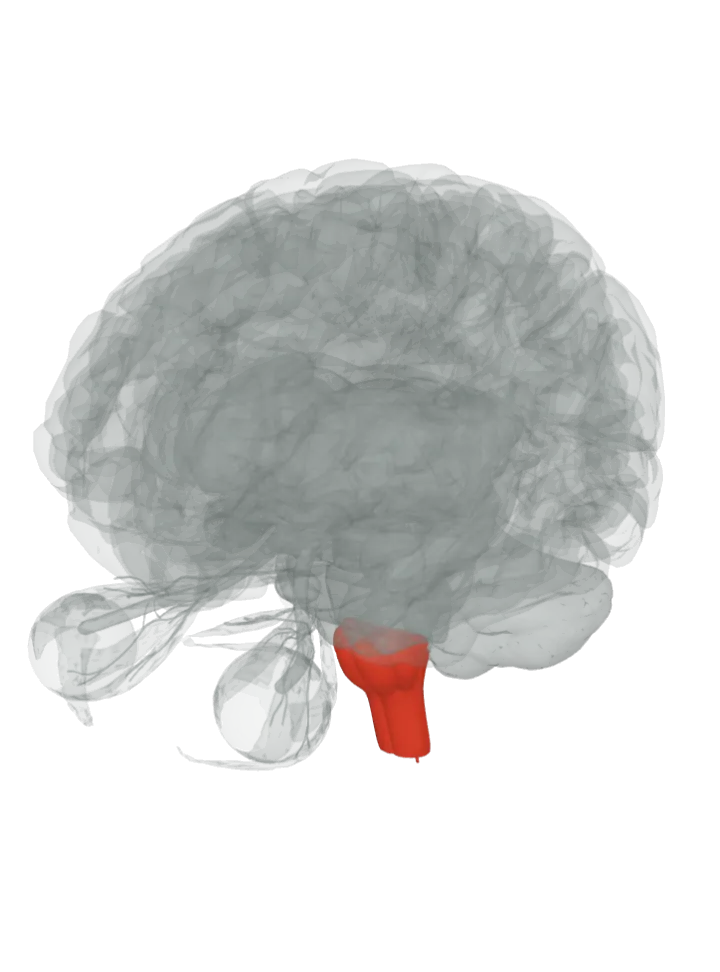 The medulla oblongata and the spinal cord (central canal) lit in red on a 3D model of the brain, seen from the front left and above