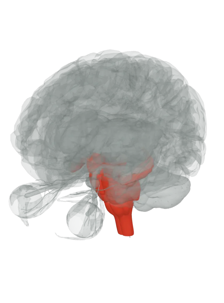 The hypothalamus, the brainstem, the pons, the medulla oblongata and the hippocampus lit in red on a 3D model of the brain, seen from the front left and above