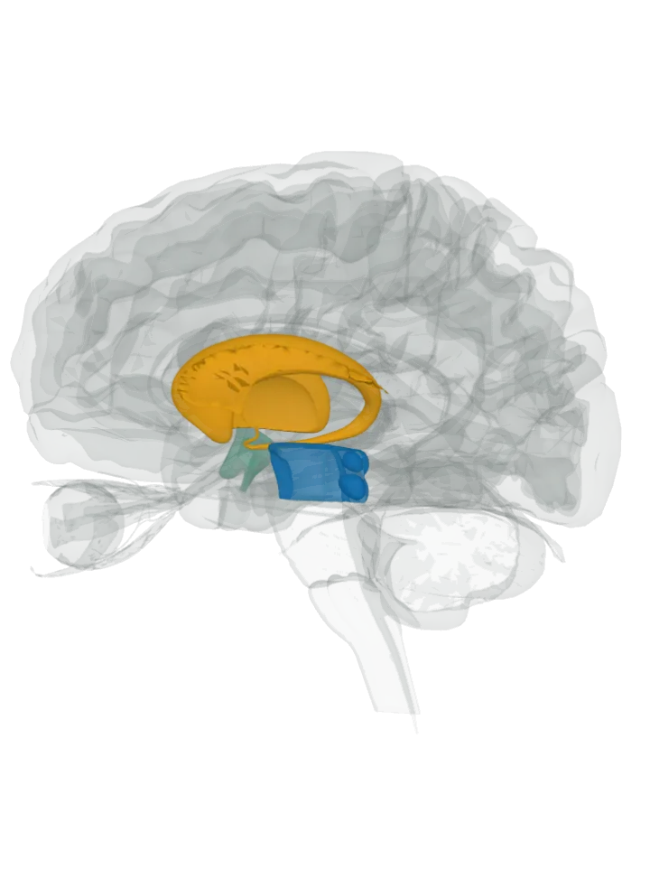Both ends of the medial forebrain bundle lit, the midbrain lit in blue at one end and the septum (septum of telencephalon), caudate nucleus and putamen lit in orange at the other, with the hypothalamus it runs through lit in green between them, on a 3D model of the brain cut by a side (sagittal) slice, seen from the left; the atlas draws no bundle, so the whole tract between the lit parts is not drawn