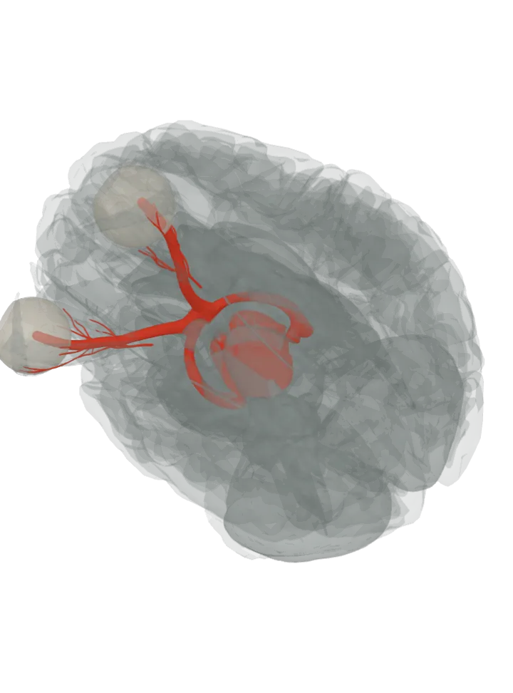 The whole pupillary light reflex lit in red, from the optic nerve to the oculomotor nerve: the optic nerve, optic chiasm, optic tract, midbrain and oculomotor nerve, on a 3D model of the brain, seen from the front left and below