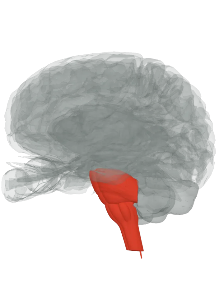 The whole reticulospinal tract lit in red, from the pons to the spinal cord: the pons, medulla oblongata and spinal cord, on a 3D model of the brain, seen from the front left