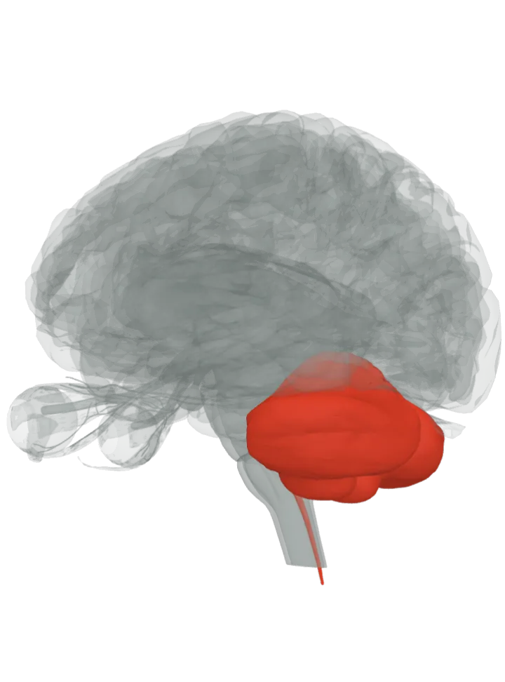 The whole spinocerebellar tract lit in red, from the spinal cord to the cerebellum: the spinal cord and cerebellum, on a 3D model of the brain, seen from the back left