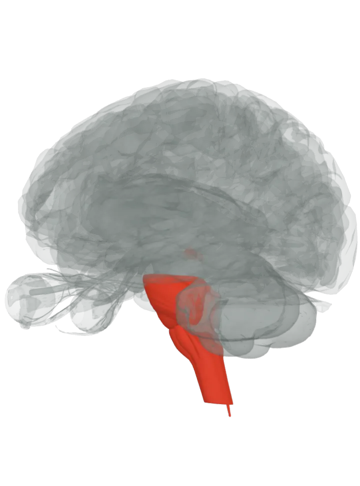 The whole tectospinal tract lit in red, from the superior colliculus to the spinal cord: the superior colliculus, pons, medulla oblongata and spinal cord, on a 3D model of the brain, seen from the back left