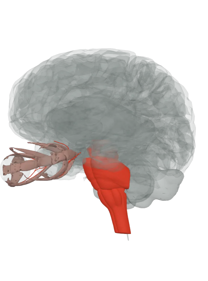 The whole vestibulo-ocular reflex lit in red, from the vestibular nerve (CN VIII), which lies against the pons and medulla oblongata, to the oculomotor nerve: the pons, medulla oblongata, midbrain and oculomotor nerve, on a 3D model of the brain, seen from the front left