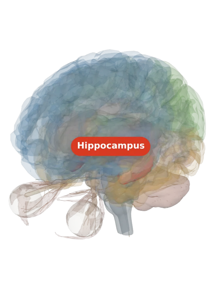 The hippocampus lit in red on a 3D model of the brain, seen from the front left and above