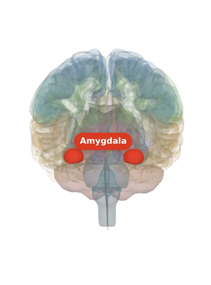 The amygdala lit in red on a 3D model of the brain cut by a front (coronal) slice, seen from the front