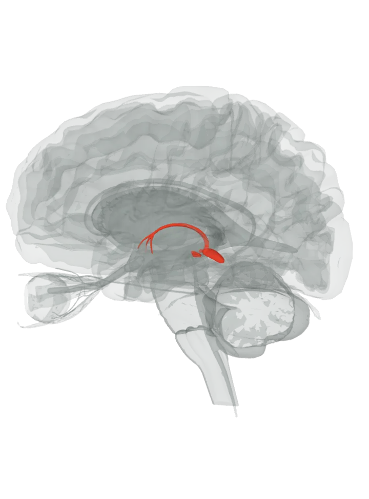 The habenula, the pineal gland, the stria medullaris of thalamus and the posterior commissure lit in red on a 3D model of the brain cut by a side (sagittal) slice, seen from the left