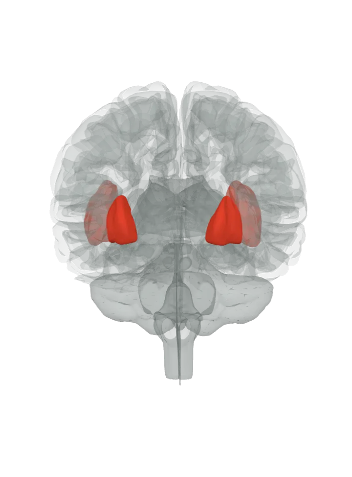 The putamen and the insula lit in red on a 3D model of the brain cut by a front (coronal) slice, seen from the front