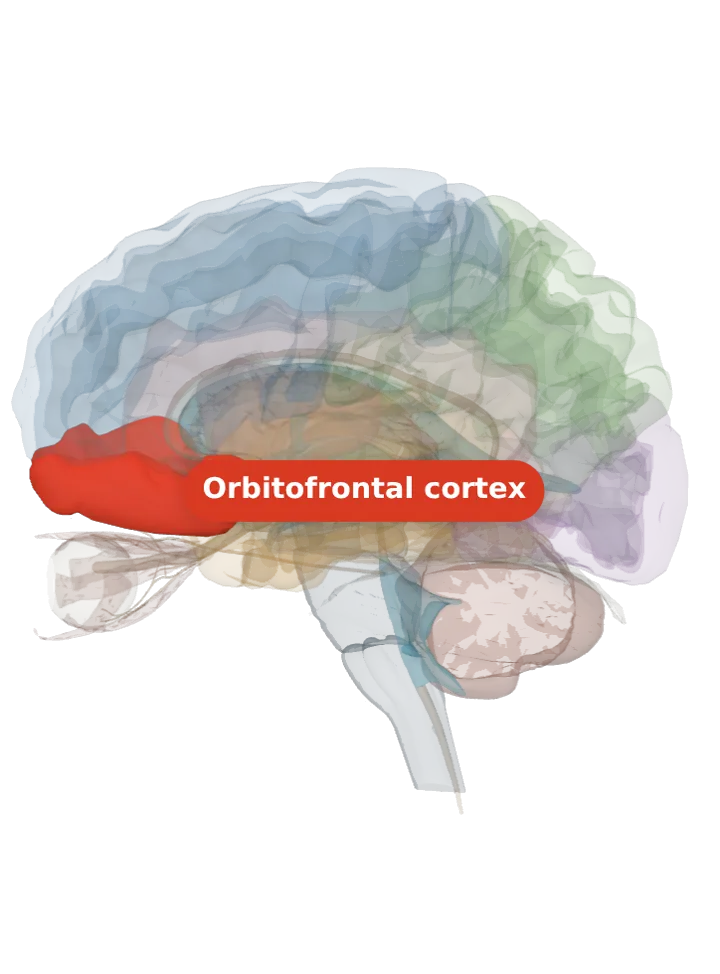 The orbitofrontal cortex lit in red on a 3D model of the brain cut by a side (sagittal) slice, seen from the left