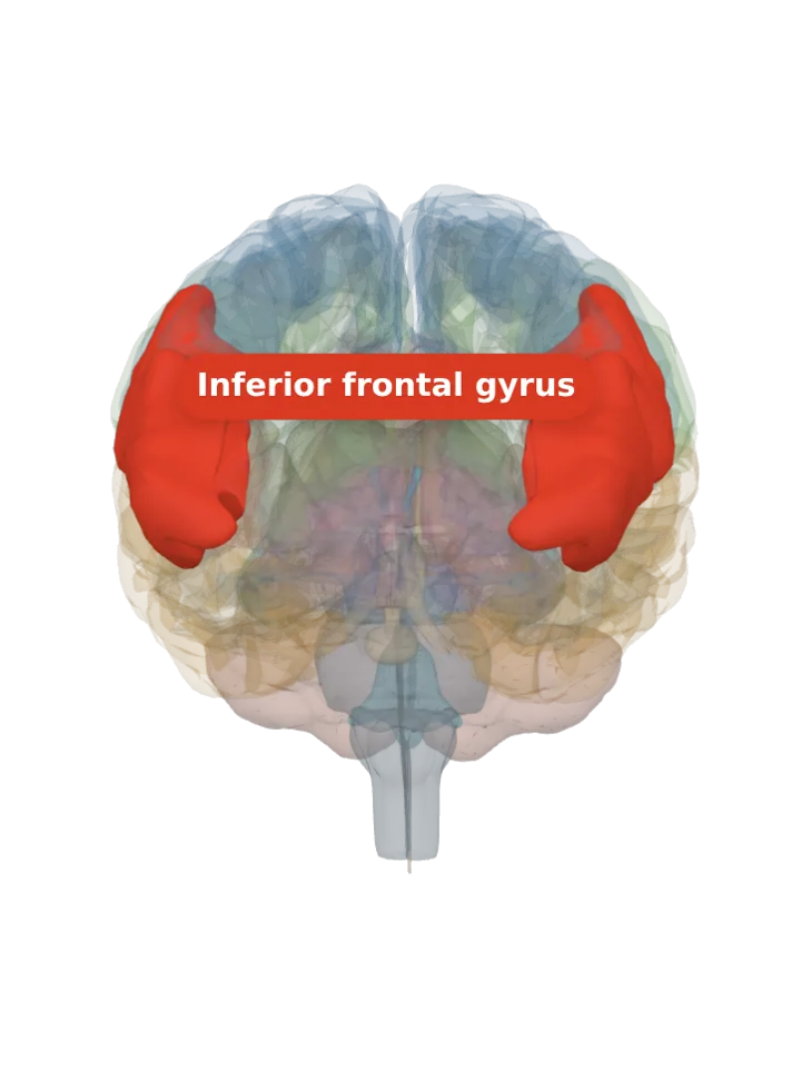 The inferior frontal gyrus lit in red on a 3D model of the brain cut by a front (coronal) slice, seen from the front