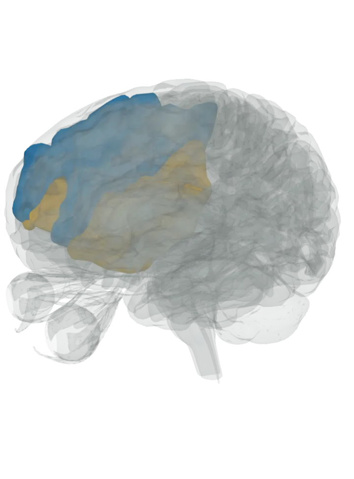 The middle frontal gyrus lit in blue and the inferior frontal gyrus lit in orange on a 3D model of the brain cut by a front (coronal) slice, seen from the front