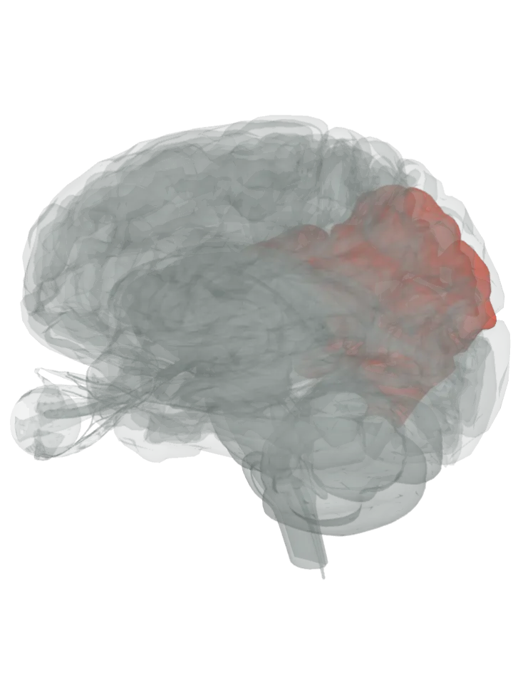 The supramarginal gyrus and the angular gyrus lit in red on a 3D model of the brain, seen from the back left and above