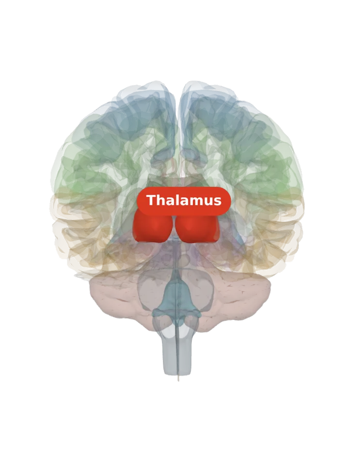 The thalamus lit in red on a 3D model of the brain cut by a front (coronal) slice, seen from the front