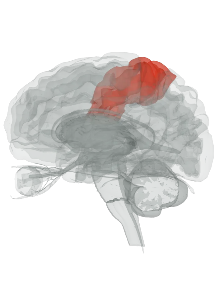 The precentral gyrus and the postcentral gyrus lit in red on a 3D model of the brain cut by a side (sagittal) slice, seen from the left