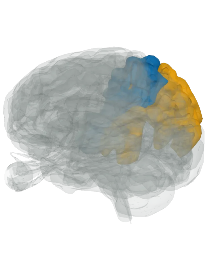 The postcentral gyrus lit in blue and the superior parietal lobule and the supramarginal gyrus lit in orange on a 3D model of the brain cut by a top (axial) slice, seen from above