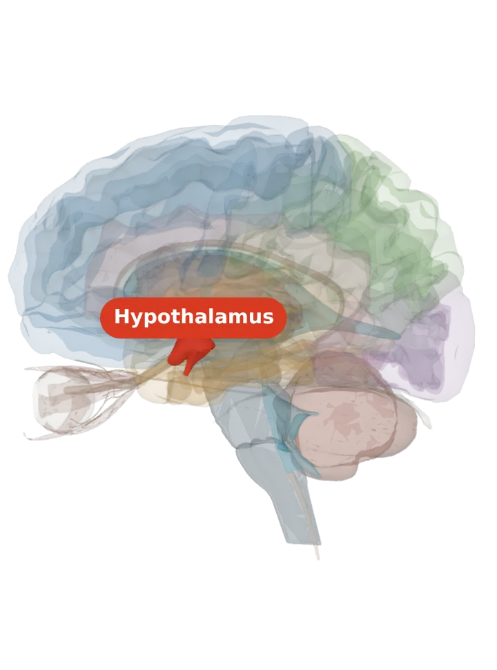 The hypothalamus lit in red on a 3D model of the brain cut by a side (sagittal) slice, seen from the left