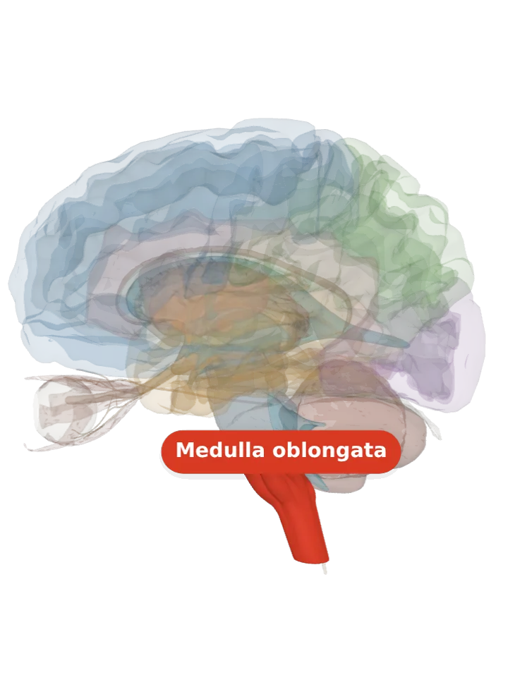 The medulla oblongata lit in red on a 3D model of the brain cut by a side (sagittal) slice, seen from the left