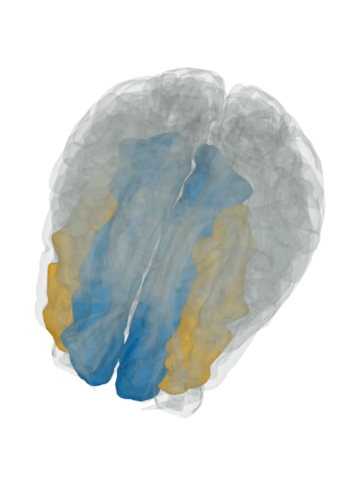 The superior frontal gyrus lit in blue and the middle frontal gyrus lit in orange on a 3D model of the brain cut by a top (axial) slice, seen from above