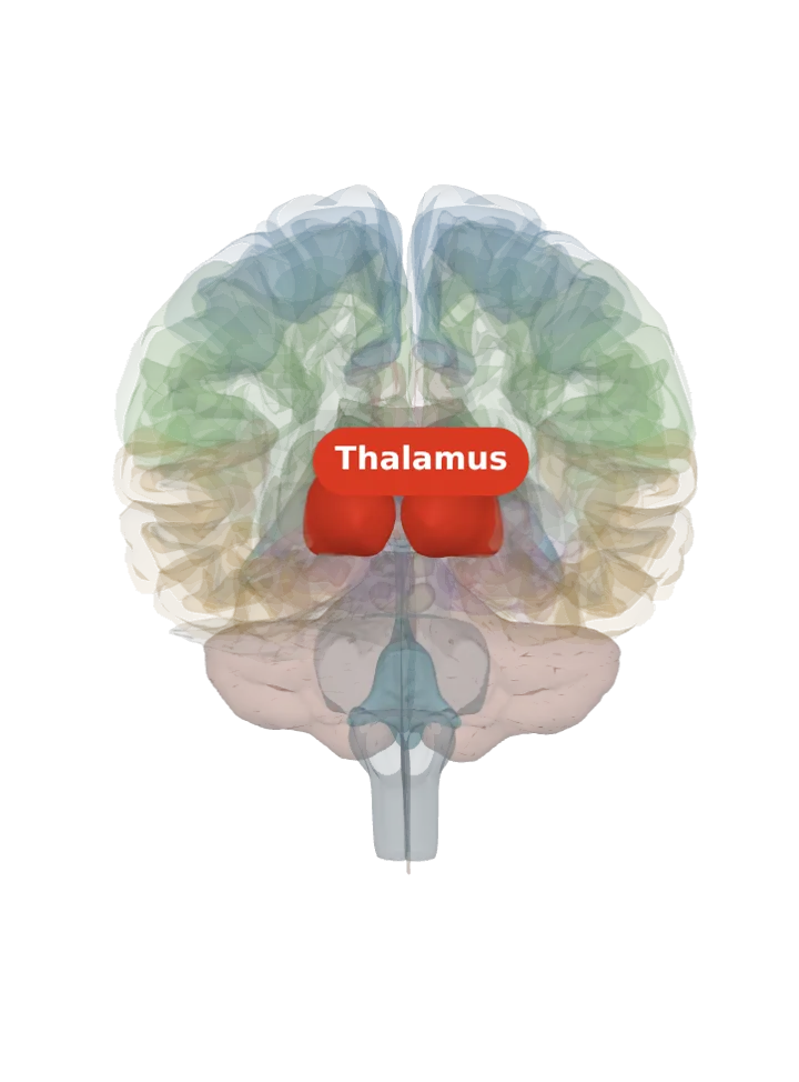 The thalamus lit in red on a 3D model of the brain cut by a front (coronal) slice, seen from the front